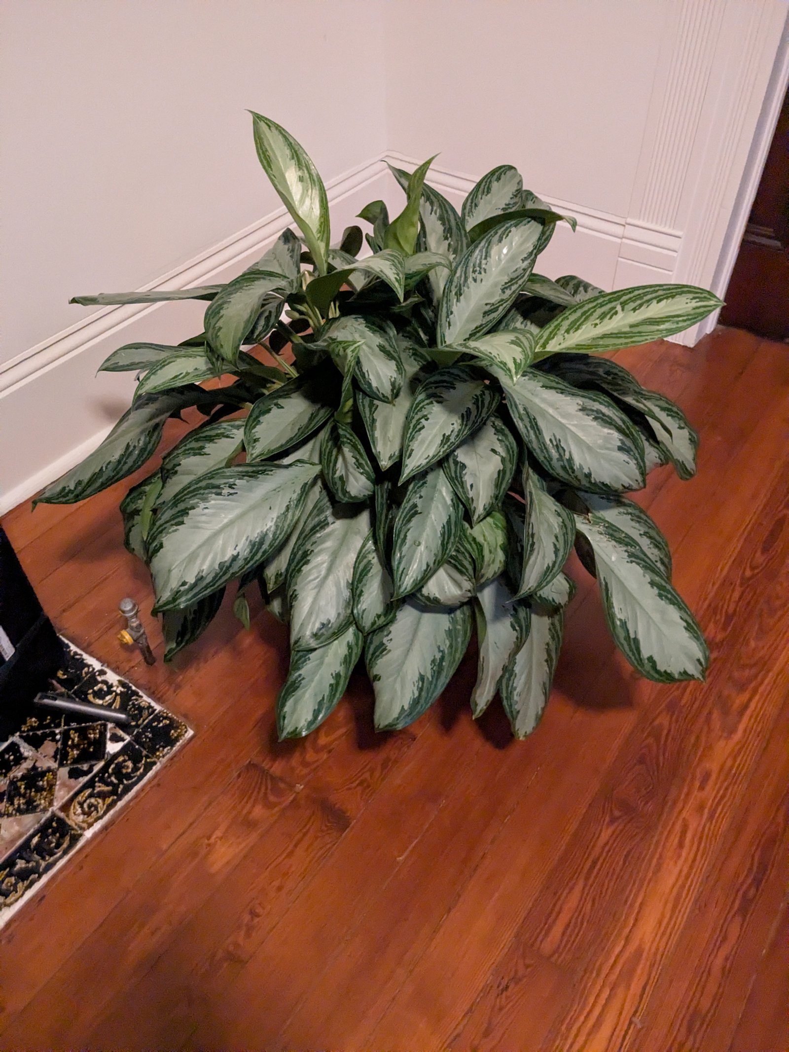 Large plants (x3)